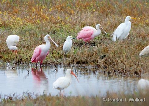 Wading Birds_29409.jpg - Roseate Spoonbills, Great Egrets, Snowy Egrets, White IbisesPhotographed near Port Lavaca, Texas, USA.